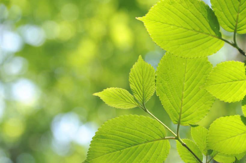 无人,横图,室外,特写,白天,仰视,旅游,度假,美景,植物,叶子,神奈川,日本,亚洲,阴影,朦胧,模糊,光线,影子,景观,绿叶,神奈川县,娱乐,树,树木,绿色,阳光,自然,享受,休闲,嫩叶,景色,放松,生长,成长,自然风光,东亚,本州,关东地方,本州岛,日本国,槭树,鸡爪槭,叶,叶片,鸡爪枫,彩图,低角度拍摄