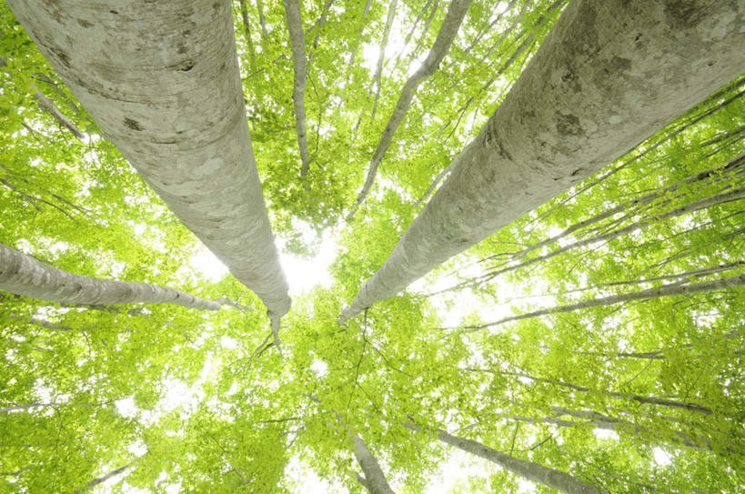 无人,横图,室外,白天,仰视,旅游,度假,美景,植物,日本,亚洲,阴影,光线,影子,景观,娱乐,树,树干,树木,绿色,阳光,自然,享受,休闲,景色,放松,生长,成长,自然风光,东亚,山毛榉,本州,本州岛,日本国,中部地方,新潟,新潟县,麻栎金刚,山毛榉树,彩图,低角度拍摄