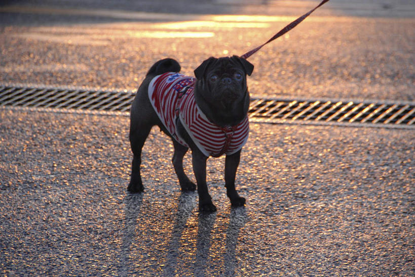 无人,站,横图,俯视,室外,白天,日落,道路,路,公路,宠物,狗,一条,阴影,光线,影子,晚霞,霞光,落日,交通,注视,黑色,阳光,黄昏,动物,观察,看,站着,彩霞,可爱,哈巴狗,观看,察看,关注,忠诚,巴哥,巴哥犬,夕照,夕阳,马路,犬,站立,彩图,高角度拍摄,全身,斜阳