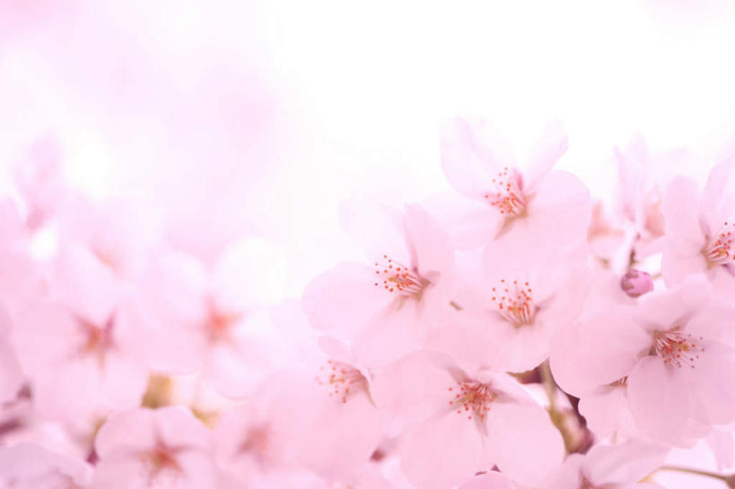 无人,横图,室内,特写,白天,白色背景,仰视,植物,樱花,朦胧,模糊,盛开,花蕾,花,花瓣,花朵,鲜花,树,树木,粉色,绿色,自然,花苞,花蕊,摄影,影棚,生长,成长,仙樱花,福岛樱,青肤樱,荆桃,彩图,低角度拍摄,影棚拍摄,拍摄