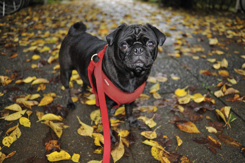 无人,站,横图,俯视,室外,白天,秋季,道路,街道,路,公路,宠物,狗,叶子,一条,枯叶,落叶,交通,黄色,黑色,动物,绳子,站着,可爱,哈巴狗,绳索,狗链,忠诚,巴哥,巴哥犬,叶,叶片,项圈,秋,秋天,马路,犬,站立,彩图,高角度拍摄,全身