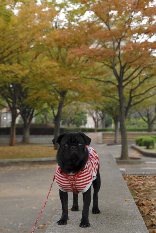无人,站,竖图,室外,白天,正面,植物,道路,街道,路,公路,宠物,狗,一条,交通,注视,树,树木,红色,绿色,黑色,自然,动物,绳子,观察,看,站着,可爱,哈巴狗,生长,成长,观看,绳索,察看,关注,狗链,忠诚,巴哥,巴哥犬,项圈,马路,犬,站立,彩图,全身