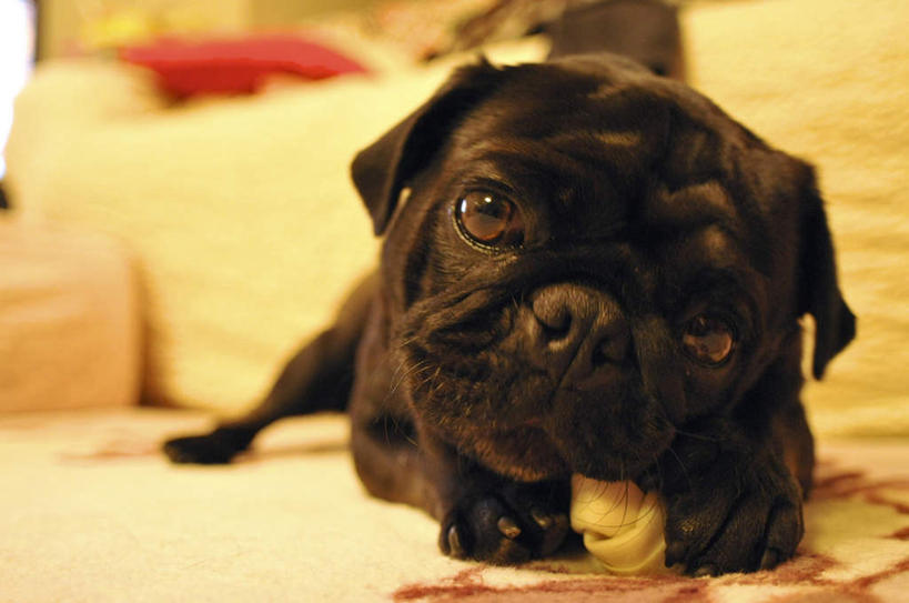 头,无人,横图,室内,特写,白天,正面,床,地板,卧室,宠物,狗,一条,朦胧,模糊,床单,地面,注视,被子,木地板,黑色,动物,观察,看,趴着,可爱,单人床,哈巴狗,观看,察看,被单,关注,忠诚,巴哥,巴哥犬,头部,犬,趴,彩图,全身,睡房,卧房