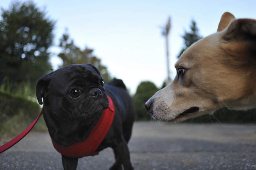 脸,头,脸颊,无人,站,横图,室外,特写,白天,正面,植物,宠物,狗,两条,朦胧,模糊,云,云朵,云彩,注视,相视,树,树木,蓝色,绿色,黑色,白云,蓝天,天空,自然,动物,天,观察,看,站着,面对面,可爱,哈巴狗,生长,成长,观看,对视,察看,关注,相对,忠诚,相看,巴哥,巴哥犬,头部,脸部,脸蛋,面部,犬,站立,半身,彩图