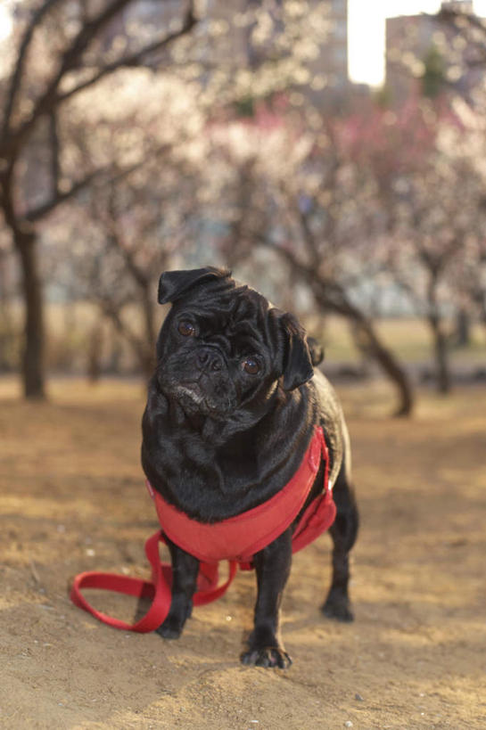 无人,站,竖图,室外,白天,正面,旅游,度假,美景,植物,宠物,狗,日本,亚洲,一条,服装,枯萎,朦胧,模糊,景观,枯草,千叶县,注视,娱乐,草,树,树木,衣服,黄色,红色,绿色,黑色,自然,动物,观察,看,站着,享受,休闲,景色,放松,可爱,服饰,哈巴狗,生长,成长,观看,察看,关注,自然风光,东亚,忠诚,本州,关东地方,本州岛,日本国,千叶,巴哥,巴哥犬,犬,站立,彩图,全身