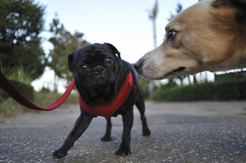 无人,站,横图,室外,白天,正面,植物,宠物,狗,两条,朦胧,模糊,云,云朵,云彩,注视,相视,树,树木,蓝色,绿色,黑色,白云,蓝天,天空,自然,动物,天,观察,看,站着,面对面,可爱,哈巴狗,生长,成长,观看,对视,察看,关注,相对,忠诚,相看,巴哥,巴哥犬,犬,站立,半身,彩图