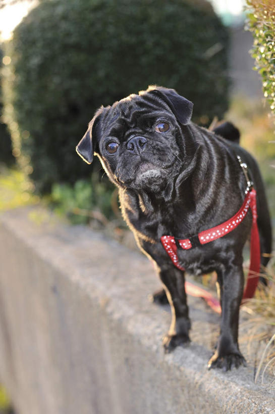 无人,站,竖图,室外,白天,正面,草地,草坪,美景,植物,宠物,狗,一条,服装,朦胧,模糊,景观,注视,草,衣服,红色,绿色,黑色,自然,动物,看,站着,景色,可爱,服饰,哈巴狗,关注,自然风光,忠诚,巴哥,巴哥犬,犬,抬头,仰头,站立,彩图,全身