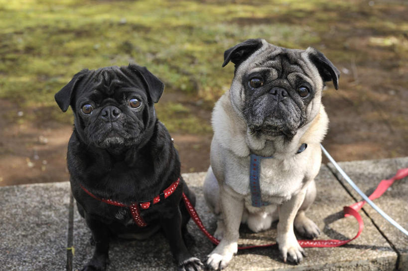 头,无人,坐,横图,俯视,室外,特写,白天,草地,草坪,植物,道路,路,公路,宠物,狗,两条,阴影,光线,影子,交通,注视,草,绿色,白色,黑色,阳光,动物,绳子,观察,看,可爱,哈巴狗,观看,绳索,察看,关注,狗链,忠诚,巴哥,巴哥犬,头部,项圈,马路,犬,坐着,彩图,高角度拍摄,全身