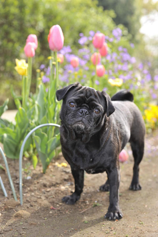 无人,站,竖图,俯视,室外,白天,爱情,植物,道路,路,公路,郁金香,宠物,狗,一条,许多,尾巴,交通,祝福,花蕾,注视,花瓣,花朵,花卉,鲜花,红色,黑色,动物,花苞,观察,看,站着,可爱,哈巴狗,观看,察看,表白,关注,荣誉,忠诚,永恒,巴哥,巴哥犬,马路,郁香,洋荷花,草麝香,犬,站立,彩图,高角度拍摄,全身