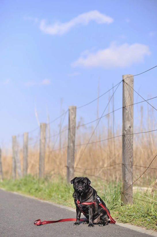 无人,栏杆,坐,竖图,俯视,室外,白天,美景,道路,路,公路,宠物,狗,两条,阴影,光线,影子,栅栏,景观,篱笆,围栏,交通,注视,护栏,红色,黑色,阳光,自然,动物,绳子,观察,看,景色,可爱,哈巴狗,观看,绳索,察看,关注,自然风光,狗链,忠诚,巴哥,巴哥犬,项圈,马路,犬,坐着,彩图,高角度拍摄,全身