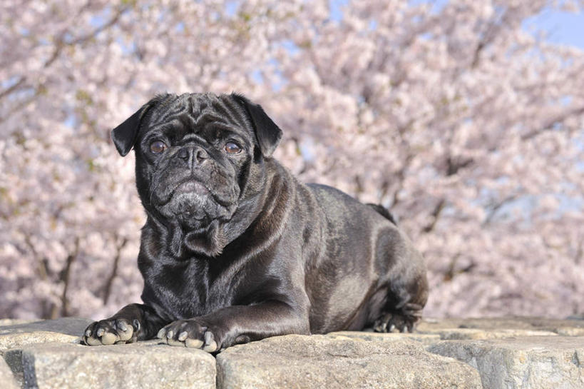 无人,横图,室外,特写,白天,正面,美景,植物,樱花,宠物,狗,一条,许多,阴影,朦胧,模糊,盛开,光线,影子,景观,花蕾,注视,花,花瓣,花朵,鲜花,树,树木,粉色,绿色,黑色,阳光,自然,动物,花苞,花蕊,观察,看,景色,可爱,哈巴狗,生长,成长,观看,察看,关注,自然风光,忠诚,仙樱花,福岛樱,青肤樱,巴哥,巴哥犬,犬,荆桃,彩图,全身