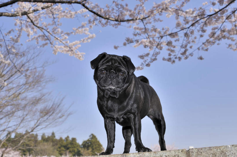 无人,站,横图,室外,白天,仰视,美景,植物,樱花,宠物,狗,一条,许多,阴影,盛开,光线,影子,景观,花蕾,注视,花,花瓣,花朵,鲜花,树,树木,粉色,蓝色,绿色,黑色,蓝天,天空,阳光,自然,动物,天,花苞,花蕊,观察,看,站着,景色,可爱,哈巴狗,生长,晴朗,成长,观看,察看,关注,自然风光,忠诚,万里无云,仙樱花,福岛樱,青肤樱,巴哥,巴哥犬,晴空,晴空万里,犬,荆桃,站立,半身,彩图,低角度拍摄