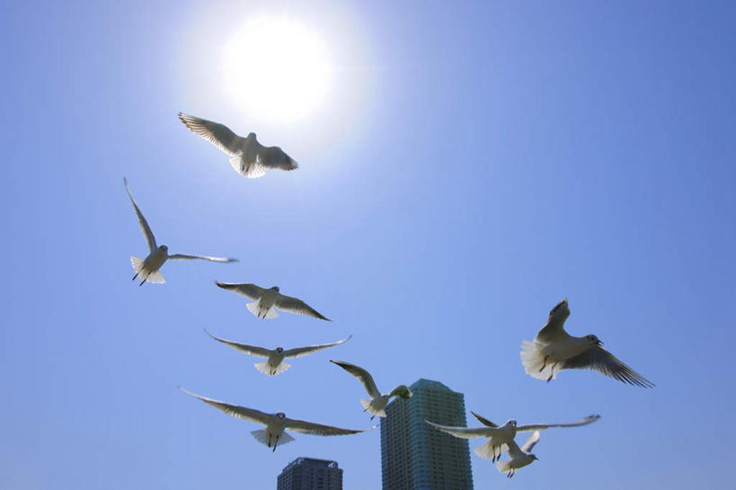 无人,高楼大厦,横图,室外,白天,仰视,度假,美景,太阳,城市风光,标志建筑,城市,大厦,地标,建筑,摩天大楼,海鸥,鸟,东京,日本,亚洲,许多,飞翔,阴影,飞行,光线,鸟类,影子,景观,娱乐,建设,蓝色,蓝天,天空,阳光,天,享受,休闲,景色,放松,东亚,本州,关东地方,本州岛,日本国,东京都,彩图,低角度拍摄,全身,大楼,高层建筑,高楼,摩天楼