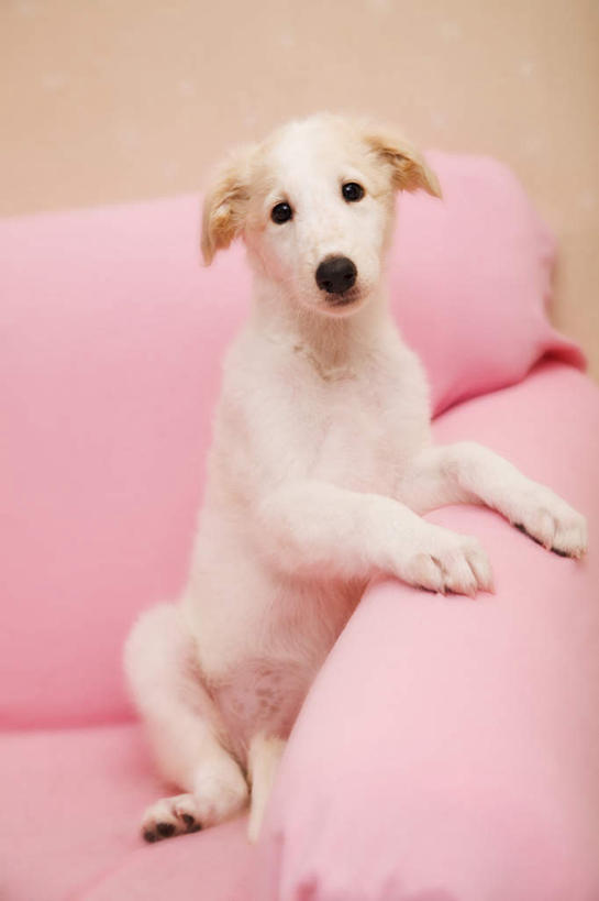 无人,坐,竖图,室内,白天,正面,沙发,宠物,狗,一条,墙,注视,墙壁,墙面,粉色,白色,动物,观察,看,可爱,搭,摄影,影棚,观看,察看,搭着,关注,忠诚,猎狼犬,犬,坐着,彩图,全身,影棚拍摄,拍摄,皮沙发