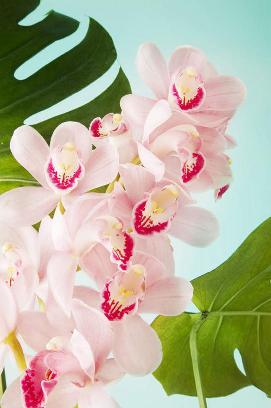 无人,竖图,室内,白天,正面,数码,科技,植物,叶子,许多,阴影,盛开,网络,绿叶,高光,几何,计算机图形,合成,花,花瓣,花朵,花卉,鲜花,粉色,花蕊,嫩叶,电脑合成图,数码合成图,高雅,写实,具体,具象,淡泊,花中君子,兰花,叶,叶片,彩图