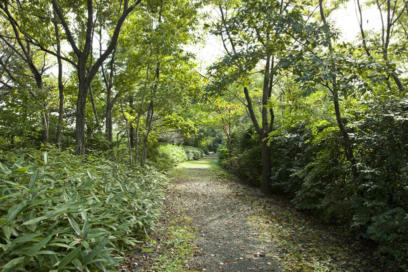 无人,横图,室外,白天,正面,旅游,度假,草地,草坪,美景,植物,道路,路,东京,日本,亚洲,阴影,光线,影子,景观,小路,交通,娱乐,草,树,树木,绿色,阳光,自然,享受,休闲,景色,放松,生长,成长,自然风光,东亚,本州,关东地方,本州岛,日本国,东京都,彩图