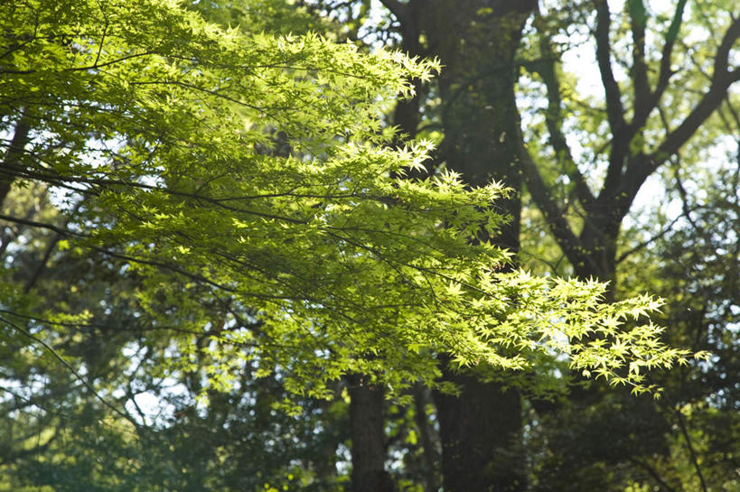 无人,横图,室外,白天,仰视,旅游,度假,美景,植物,叶子,东京,日本,亚洲,阴影,光线,影子,景观,绿叶,娱乐,树,树木,绿色,阳光,自然,享受,休闲,嫩叶,景色,放松,生长,成长,自然风光,东亚,本州,关东地方,本州岛,日本国,东京都,叶,叶片,彩图,低角度拍摄