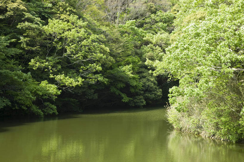 无人,横图,室外,白天,正面,旅游,度假,河流,美景,森林,树林,水,植物,神奈川,日本,亚洲,阴影,反射,影子,河水,景观,水流,神奈川县,娱乐,树,树木,绿色,自然,享受,休闲,景色,放松,生长,成长,自然风光,东亚,本州,关东地方,本州岛,日本国,彩图