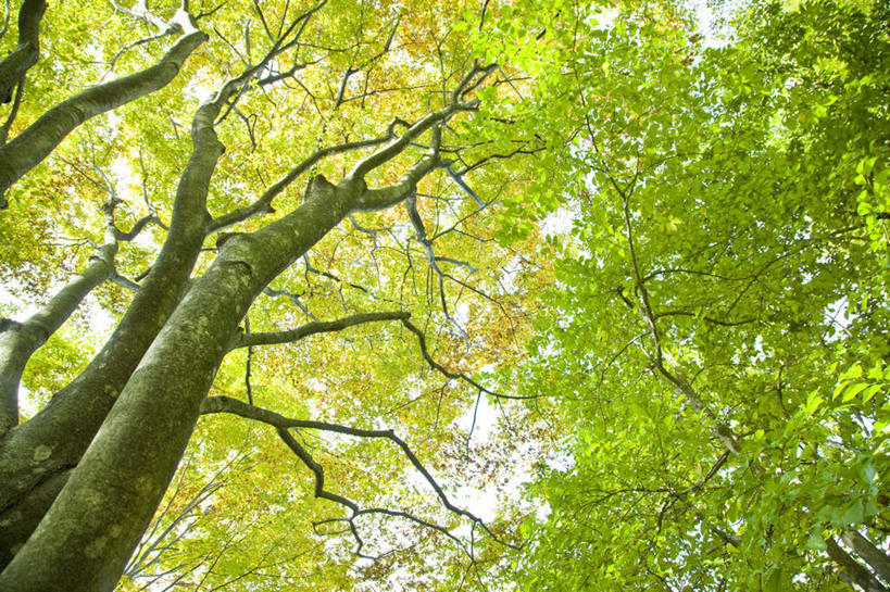 无人,横图,室外,白天,仰视,旅游,度假,美景,植物,叶子,东京,日本,亚洲,景观,云,云朵,绿叶,云彩,娱乐,树,树干,树木,蓝色,绿色,白云,蓝天,天空,自然,天,享受,休闲,嫩叶,景色,放松,生长,成长,自然风光,东亚,本州,关东地方,本州岛,日本国,东京都,叶,叶片,彩图,低角度拍摄