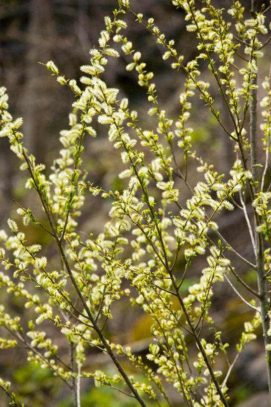 无人,竖图,室外,白天,正面,旅游,度假,美景,植物,柳树,叶子,日本,亚洲,许多,盛开,景观,绿叶,娱乐,花,花瓣,花朵,花卉,鲜花,树,树木,树枝,绿色,白色,自然,花蕊,享受,休闲,嫩叶,景色,放松,生长,成长,自然风光,东亚,本州,本州岛,日本国,青森,青森县,东北地方,叶,叶片,彩图