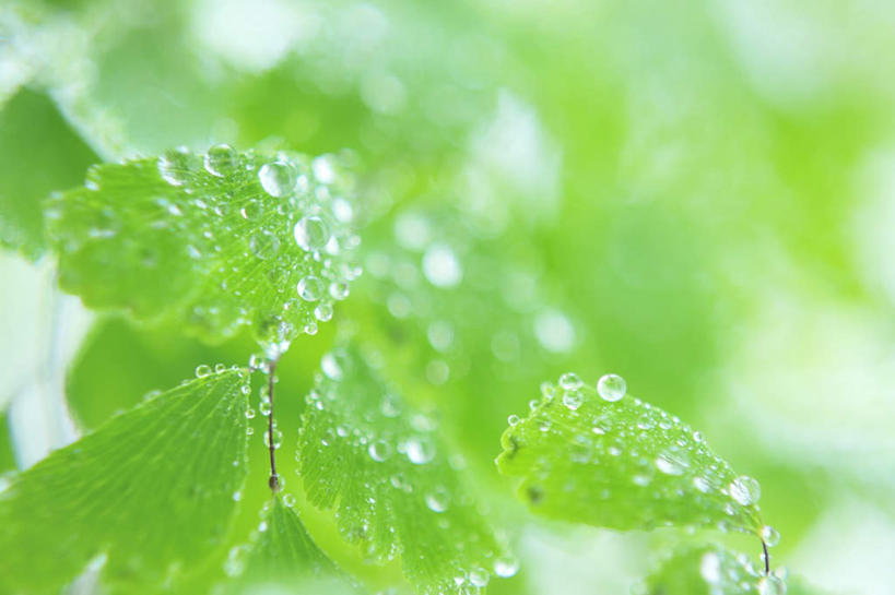 无人,横图,室外,特写,白天,仰视,旅游,度假,美景,叶子,朦胧,模糊,景观,绿叶,娱乐,水珠,自然,露珠,享受,休闲,嫩叶,景色,放松,自然风光,叶,叶片,彩图,低角度拍摄