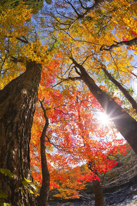 无人,竖图,室外,白天,广角镜头,鱼眼镜头,仰视,旅游,度假,美景,秋季,植物,日本,亚洲,阴影,光线,影子,景观,娱乐,树,树干,树木,黄色,红色,蓝色,蓝天,天空,阳光,自然,天,享受,休闲,景色,放松,生长,成长,自然风光,东亚,本州,本州岛,日本国,青森,青森县,东北地方,秋,秋天,彩图,低角度拍摄