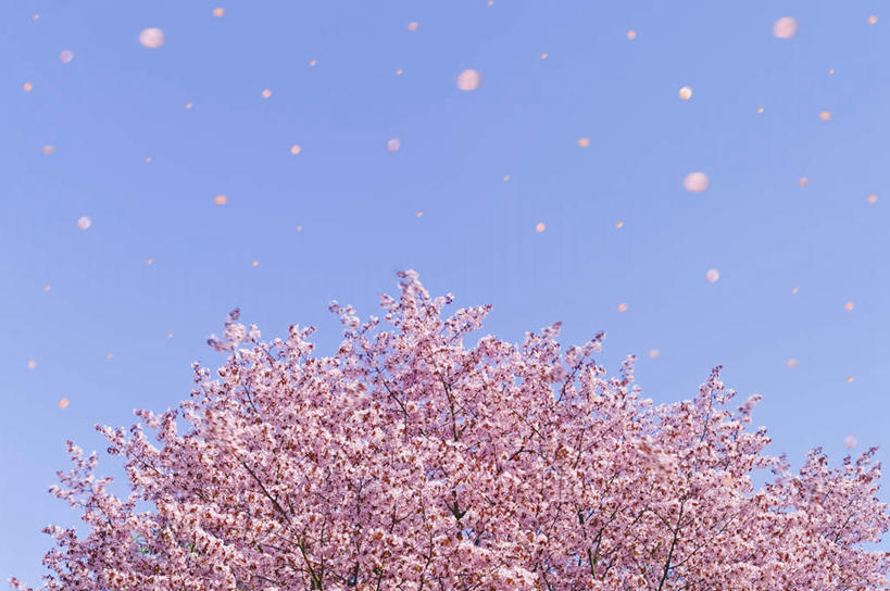 无人,横图,室外,白天,仰视,旅游,度假,美景,植物,樱花,东京,日本,亚洲,阴影,漂浮,盛开,光线,影子,景观,花蕾,娱乐,花,花瓣,花朵,鲜花,树,树木,粉色,蓝色,绿色,蓝天,天空,阳光,自然,天,花苞,花蕊,享受,休闲,悬浮,景色,放松,生长,晴朗,成长,自然风光,东亚,本州,万里无云,关东地方,本州岛,日本国,东京都,仙樱花,福岛樱,青肤樱,晴空,晴空万里,荆桃,彩图,低角度拍摄