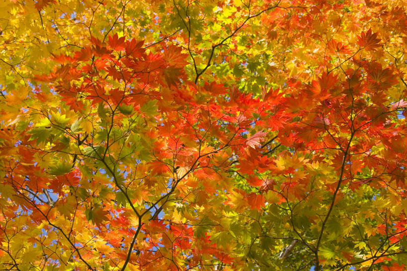 无人,横图,俯视,室外,白天,旅游,度假,美景,植物,叶子,日本,亚洲,阴影,光线,影子,景观,枫叶,枯叶,落叶,娱乐,树,树木,黄色,红色,绿色,阳光,自然,享受,休闲,景色,放松,生长,成长,枫树叶,自然风光,东亚,本州,本州岛,日本国,青森,青森县,东北地方,槭树,鸡爪槭,叶,叶片,鸡爪枫,彩图,高角度拍摄