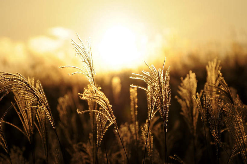 无人,农田,横图,室外,白天,正面,旅游,度假,农业,庄稼,农作物,小麦,草地,草坪,日出,美景,太阳,植物,奈良县,日本,亚洲,阴影,光线,影子,稻田,景观,谷物,朝霞,晨曦,黎明,娱乐,草,绿色,天空,阳光,自然,天,享受,休闲,金色,稻谷,稻子,景色,放松,麦子,自然风光,东亚,本州,本州岛,日本国,近畿地方,奈良,近畿,朝阳,彩图,耕地,庄稼田,破晓