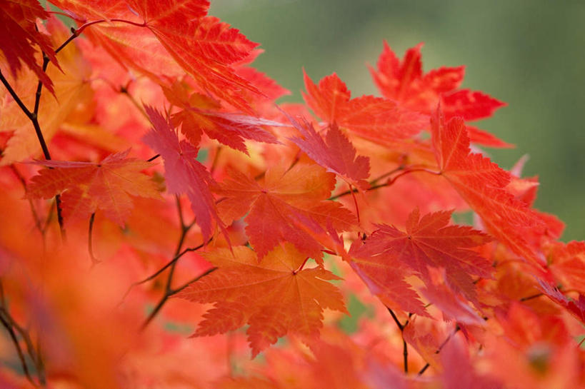 无人,横图,室外,特写,白天,正面,旅游,度假,美景,静物,叶子,日本,亚洲,阴影,朦胧,模糊,光线,影子,景观,枫叶,枯叶,绿叶,落叶,娱乐,黄色,红色,阳光,自然,享受,休闲,嫩叶,景色,放松,枫树叶,自然风光,东亚,本州,本州岛,日本国,青森,青森县,东北地方,叶,叶片,彩图