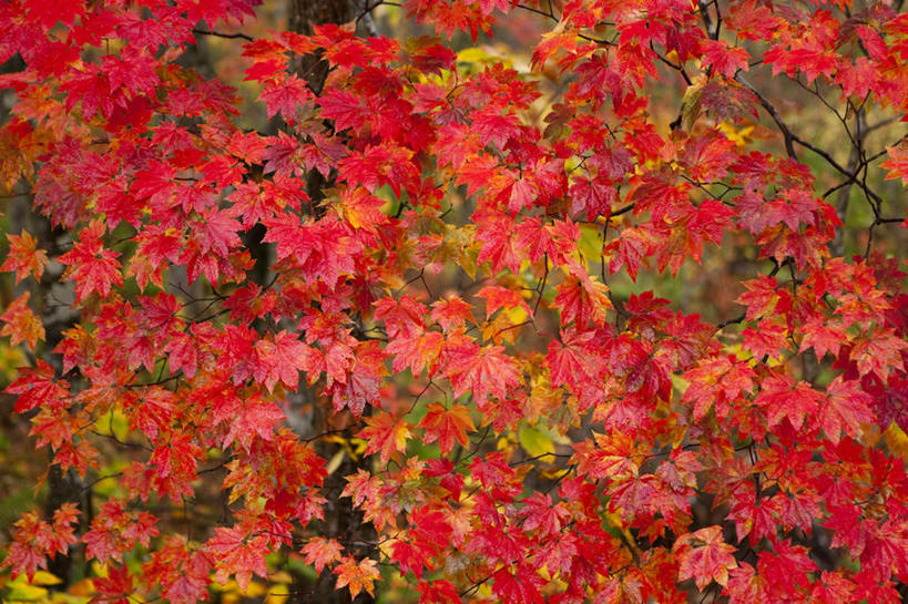 无人,横图,室外,白天,正面,旅游,度假,美景,枫树,叶子,日本,亚洲,许多,朦胧,模糊,景观,枫叶,枯叶,绿叶,落叶,娱乐,黄色,红色,自然,享受,休闲,嫩叶,景色,放松,枫树叶,自然风光,东亚,本州,本州岛,日本国,青森,青森县,东北地方,槭树,叶,叶片,彩图