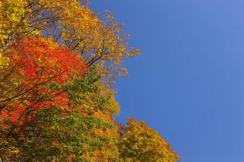 无人,横图,室外,白天,仰视,旅游,度假,美景,秋季,植物,日本,亚洲,许多,朦胧,模糊,景观,娱乐,树,树木,蓝色,绿色,蓝天,天空,自然,天,享受,休闲,景色,放松,生长,晴朗,成长,自然风光,东亚,本州,万里无云,本州岛,日本国,青森,青森县,东北地方,晴空,晴空万里,秋,秋天,彩图,低角度拍摄