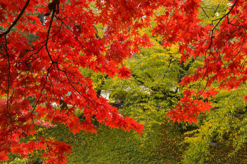 无人,横图,俯视,室外,白天,旅游,度假,美景,秋季,植物,叶子,日本,亚洲,一棵,朦胧,模糊,景观,枫叶,枯叶,落叶,娱乐,树,树木,黄色,红色,绿色,自然,享受,休闲,景色,放松,生长,成长,枫树叶,自然风光,东亚,本州,本州岛,日本国,青森,青森县,东北地方,槭树,鸡爪槭,弘前,叶,叶片,秋,秋天,鸡爪枫,彩图,高角度拍摄