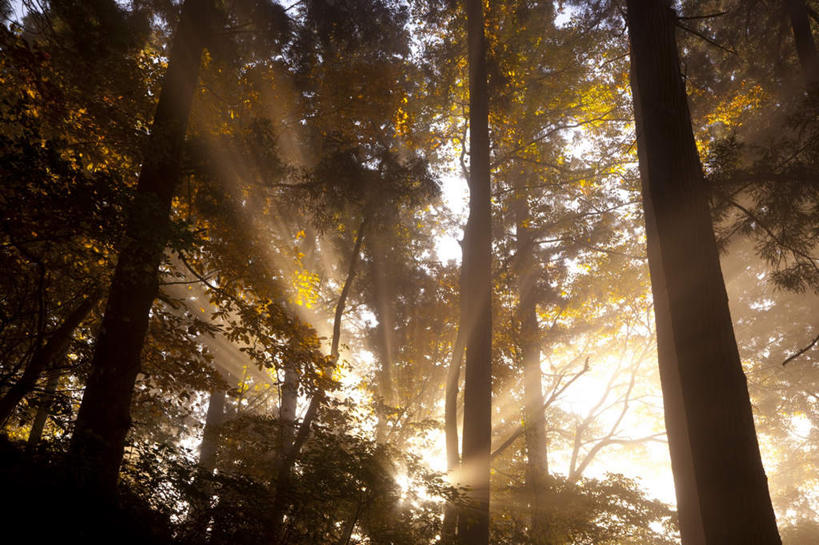无人,横图,室外,白天,仰视,旅游,度假,美景,森林,树林,植物,日本,亚洲,阴影,朦胧,模糊,光线,影子,景观,娱乐,树,树木,蓝色,绿色,蓝天,天空,阳光,自然,天,享受,休闲,闪耀,景色,放松,生长,晴朗,成长,刺眼,耀眼,闪烁,自然风光,东亚,本州,万里无云,本州岛,日本国,东北地方,山形,山形县,闪动,闪灼,晴空,晴空万里,彩图,低角度拍摄,夺目