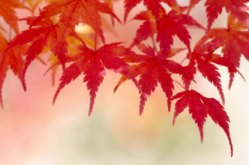 无人,横图,室外,白天,仰视,旅游,度假,美景,叶子,京都,日本,亚洲,许多,阴影,朦胧,模糊,光线,影子,景观,枫叶,枯叶,落叶,娱乐,黄色,红色,阳光,自然,享受,休闲,景色,放松,京都府,枫树叶,自然风光,东亚,本州,本州岛,日本国,近畿地方,近畿,叶,叶片,彩图,低角度拍摄