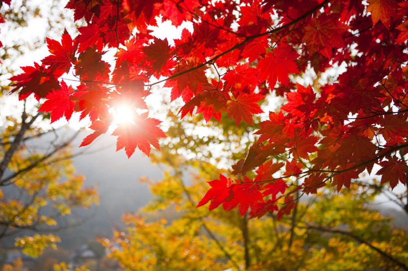 无人,横图,室外,白天,正面,旅游,度假,美景,枫树,叶子,阴影,朦胧,模糊,光线,影子,景观,枫叶,枯叶,落叶,背光,娱乐,黄色,红色,蓝色,蓝天,天空,阳光,自然,天,享受,休闲,景色,放松,晴朗,枫树叶,自然风光,逆光,万里无云,叶,叶片,晴空,晴空万里,彩图