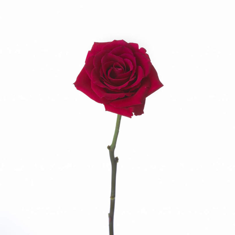 无人,方图,室内,特写,白天,白色背景,正面,爱情,幸福,纯洁,热情,美景,玫瑰,静物,朦胧,模糊,盛开,景观,玫瑰花,浪漫,花蕾,花,花瓣,花朵,鲜花,一朵,红色,自然,花苞,花蕊,温暖,温馨,景色,恩爱,摄影,影棚,和睦,自然风光,感动,尊敬,天真,刺玫花,徘徊花,彩图,影棚拍摄,拍摄,融洽