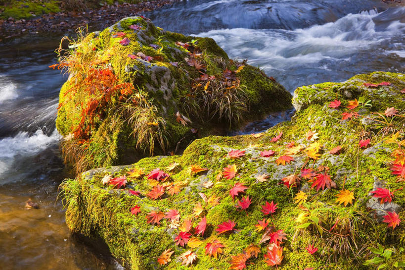 无人,横图,俯视,室外,白天,旅游,度假,河流,礁石,石头,美景,秋季,水,叶子,日本,亚洲,湍急,石子,河水,景观,水流,枫叶,枯叶,落叶,苔藓,娱乐,黄色,红色,自然,享受,休闲,景色,放松,枫树叶,自然风光,东亚,本州,本州岛,日本国,青森,青森县,东北地方,叶,叶片,礁,石块,岩石,秋,秋天,彩图,高角度拍摄