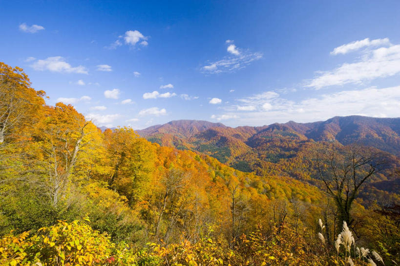 无人,横图,俯视,航拍,室外,白天,旅游,度假,美景,秋季,树林,植物,日本,亚洲,景观,云,云朵,云彩,娱乐,树,树木,蓝色,绿色,白云,蓝天,天空,自然,天,享受,休闲,景色,放松,生长,晴朗,成长,鸟瞰,自然风光,东亚,本州,本州岛,日本国,青森,青森县,东北地方,晴空,秋,秋天,彩图,高角度拍摄
