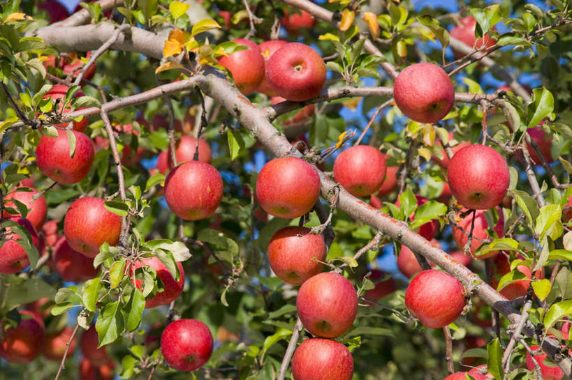 无人,横图,室外,特写,白天,仰视,旅游,度假,美景,植物,苹果,水果,日本,亚洲,许多,朦胧,模糊,新鲜,景观,云,云朵,生食,食品,果实,云彩,娱乐,树,树木,食物,红色,蓝色,绿色,白云,蓝天,天空,自然,天,享受,休闲,景色,放松,有机食品,绿色食品,生长,晴朗,成长,自然风光,苹果树,东亚,本州,本州岛,日本国,青森,青森县,东北地方,晴空,彩图,低角度拍摄