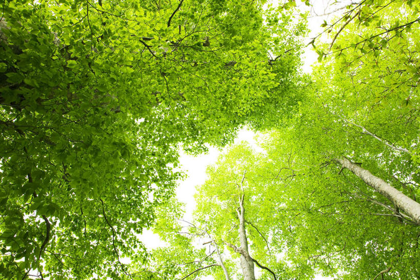 无人,横图,室外,白天,仰视,旅游,度假,美景,树林,植物,日本,亚洲,许多,阴影,光线,影子,景观,娱乐,树,树木,蓝色,绿色,蓝天,天空,阳光,自然,天,享受,休闲,景色,放松,生长,晴朗,成长,自然风光,东亚,山毛榉,本州,万里无云,本州岛,日本国,东北地方,福岛,福岛县,麻栎金刚,山毛榉树,晴空,晴空万里,彩图,低角度拍摄