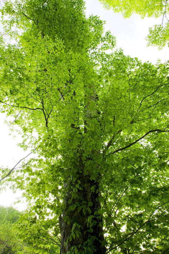 无人,竖图,室外,白天,仰视,旅游,度假,美景,植物,日本,亚洲,景观,娱乐,树,树木,蓝色,绿色,蓝天,天空,自然,天,享受,休闲,景色,放松,生长,晴朗,成长,自然风光,东亚,山毛榉,本州,万里无云,本州岛,日本国,东北地方,福岛,福岛县,麻栎金刚,山毛榉树,晴空,晴空万里,彩图,低角度拍摄