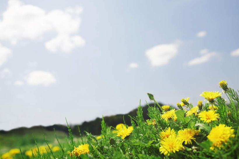 无人,横图,室外,特写,白天,正面,旅游,度假,花海,花圃,美景,植物,叶子,日本,亚洲,许多,朦胧,模糊,盛开,景观,山川,云,云朵,千叶县,花蕾,云彩,娱乐,花,花瓣,花朵,花卉,鲜花,黄色,蓝色,绿色,白云,蓝天,天空,自然,花丛,花束,花田,天,花苞,花蕊,享受,休闲,景色,放松,晴朗,自然风光,东亚,本州,关东地方,本州岛,日本国,千叶,晴空,彩图