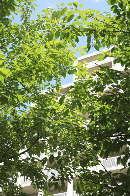 无人,高楼大厦,竖图,室外,白天,仰视,植物,大厦,建筑,摩天大楼,叶子,东京,日本,亚洲,树,树木,蓝色,绿色,蓝天,天空,自然,天,嫩叶,生长,晴朗,成长,东亚,本州,万里无云,关东地方,本州岛,日本国,东京都,港区,叶,叶片,晴空,晴空万里,彩图,低角度拍摄,大楼,高层建筑,高楼,摩天楼