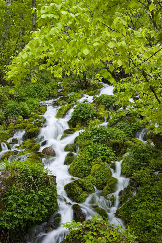 无人,竖图,室外,白天,仰视,旅游,度假,美景,瀑布,水,植物,日本,亚洲,飞溅,湍急,溅,液体,景观,水滴,苔藓,娱乐,水珠,树,树木,绿色,自然,享受,休闲,景色,放松,生长,成长,喷洒,自然风光,东亚,本州,本州岛,日本国,东北地方,福岛,福岛县,跌水,彩图,低角度拍摄