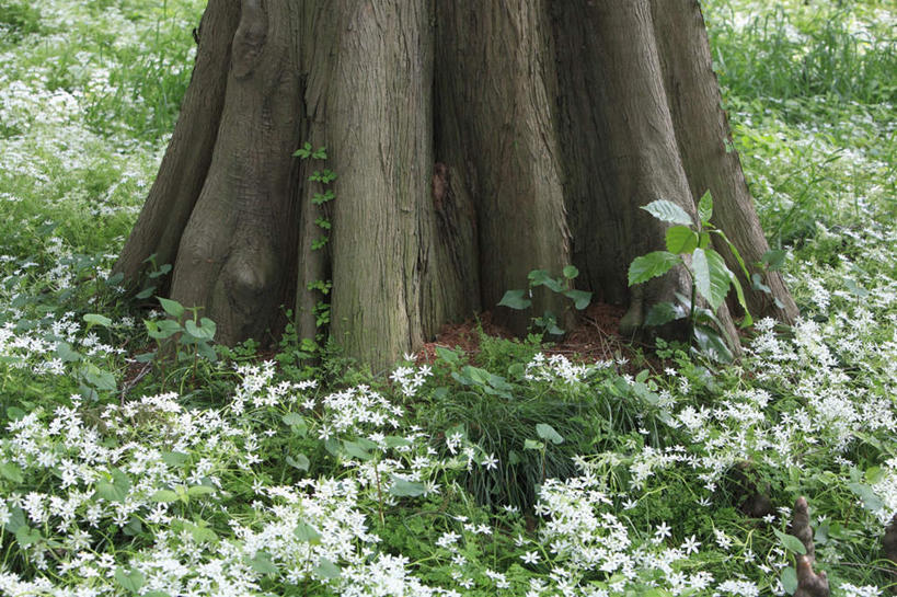 无人,横图,俯视,室外,白天,旅游,度假,草地,草坪,美景,植物,东京,日本,许多,盛开,景观,野花,新宿,花蕾,娱乐,草,花,花瓣,花朵,鲜花,树干,绿色,白色,自然,花苞,花蕊,享受,休闲,景色,放松,自然风光,东亚,本州,关东地方,本州岛,日本国,东京都,新宿区,县厅,东京市,彩图,高角度拍摄