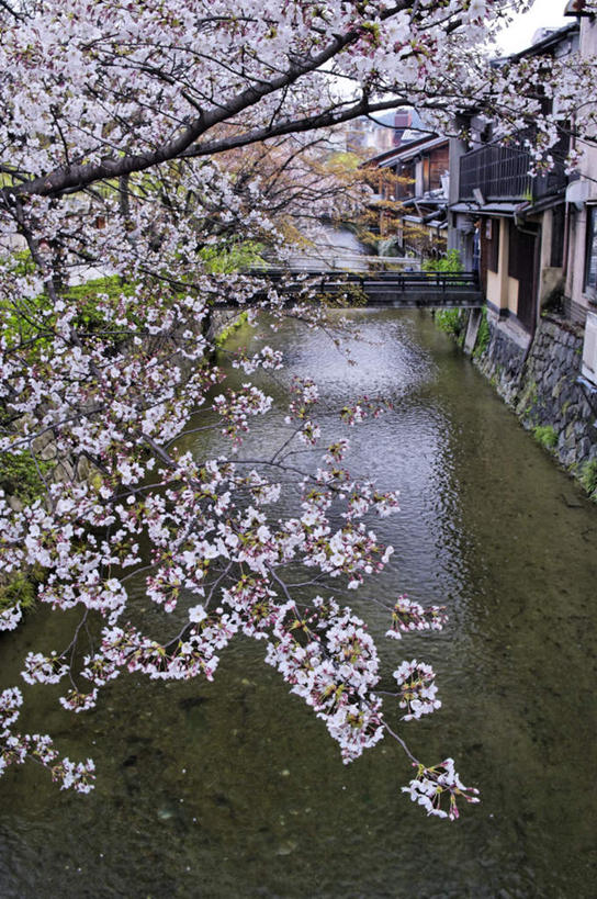 无人,家,竖图,俯视,室外,白天,旅游,度假,河流,美景,水,城市风光,城市,建筑,樱花,东京,日本,亚洲,许多,波纹,盛开,房屋,屋子,河水,景观,水流,公寓,涟漪,花蕾,娱乐,建设,洋房,楼房,住宅,花,花瓣,花朵,鲜花,粉色,水纹,波浪,花苞,花蕊,享受,休闲,景色,放松,东亚,本州,关东地方,本州岛,日本国,东京都,水晕,仙樱花,福岛樱,青肤樱,荆桃,彩图,高角度拍摄,房子