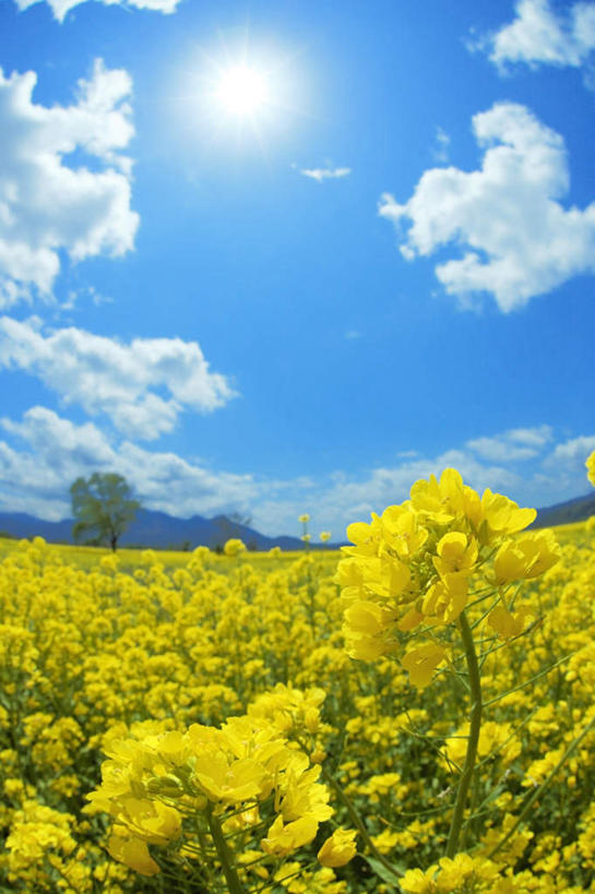 无人,竖图,室外,白天,广角镜头,鱼眼镜头,仰视,旅游,度假,花海,花圃,美景,太阳,植物,叶子,长野县,日本,亚洲,许多,阴影,盛开,光线,影子,景观,云,云朵,花蕾,云彩,娱乐,花,花瓣,花朵,花卉,鲜花,黄色,蓝色,绿色,白云,蓝天,天空,阳光,自然,花丛,花束,花田,天,花苞,花蕊,油菜花,享受,休闲,景色,放松,晴朗,自然风光,东亚,本州,本州岛,日本国,中部地方,长野,晴空,彩图,低角度拍摄,芸苔,芸薹