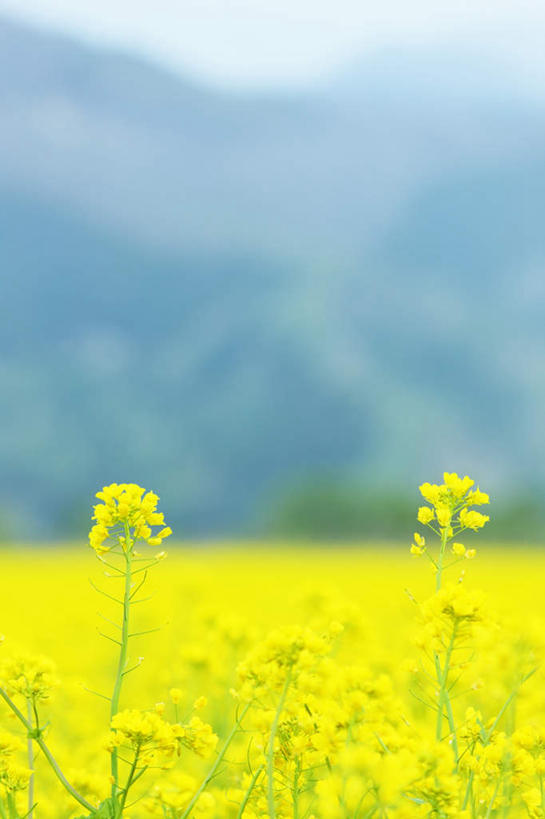 无人,竖图,室外,特写,白天,正面,旅游,度假,花海,花圃,美景,植物,叶子,长野县,日本,亚洲,许多,朦胧,模糊,盛开,景观,山川,花蕾,娱乐,花,花瓣,花朵,花卉,鲜花,黄色,蓝色,绿色,蓝天,天空,自然,花丛,花束,花田,天,花苞,花蕊,油菜花,享受,休闲,景色,放松,晴朗,自然风光,东亚,本州,万里无云,本州岛,日本国,中部地方,长野,晴空,晴空万里,彩图,芸苔,芸薹