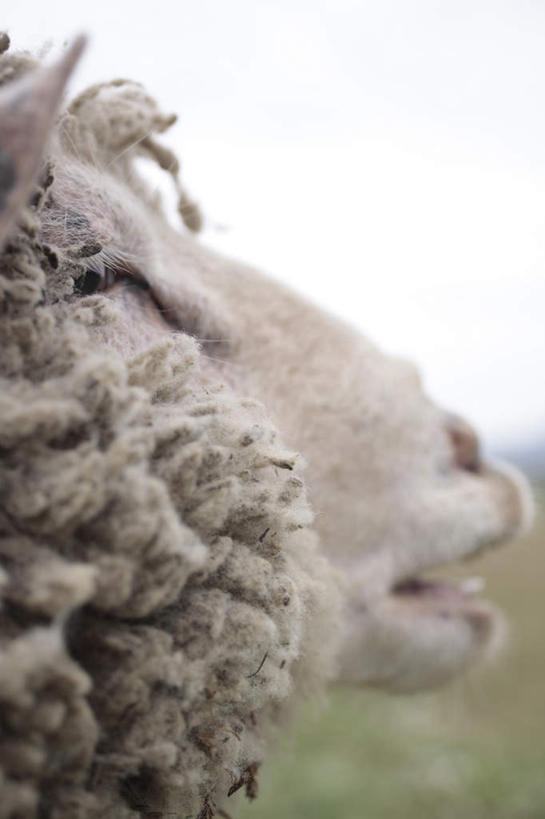 脸,头,脸颊,无人,竖图,室外,特写,白天,侧面,羊,注视,蓝色,蓝天,天空,动物,天,观察,看,牲畜,晴朗,观看,察看,关注,万里无云,头部,脸部,脸蛋,面部,晴空,晴空万里,绵羊,半身,彩图